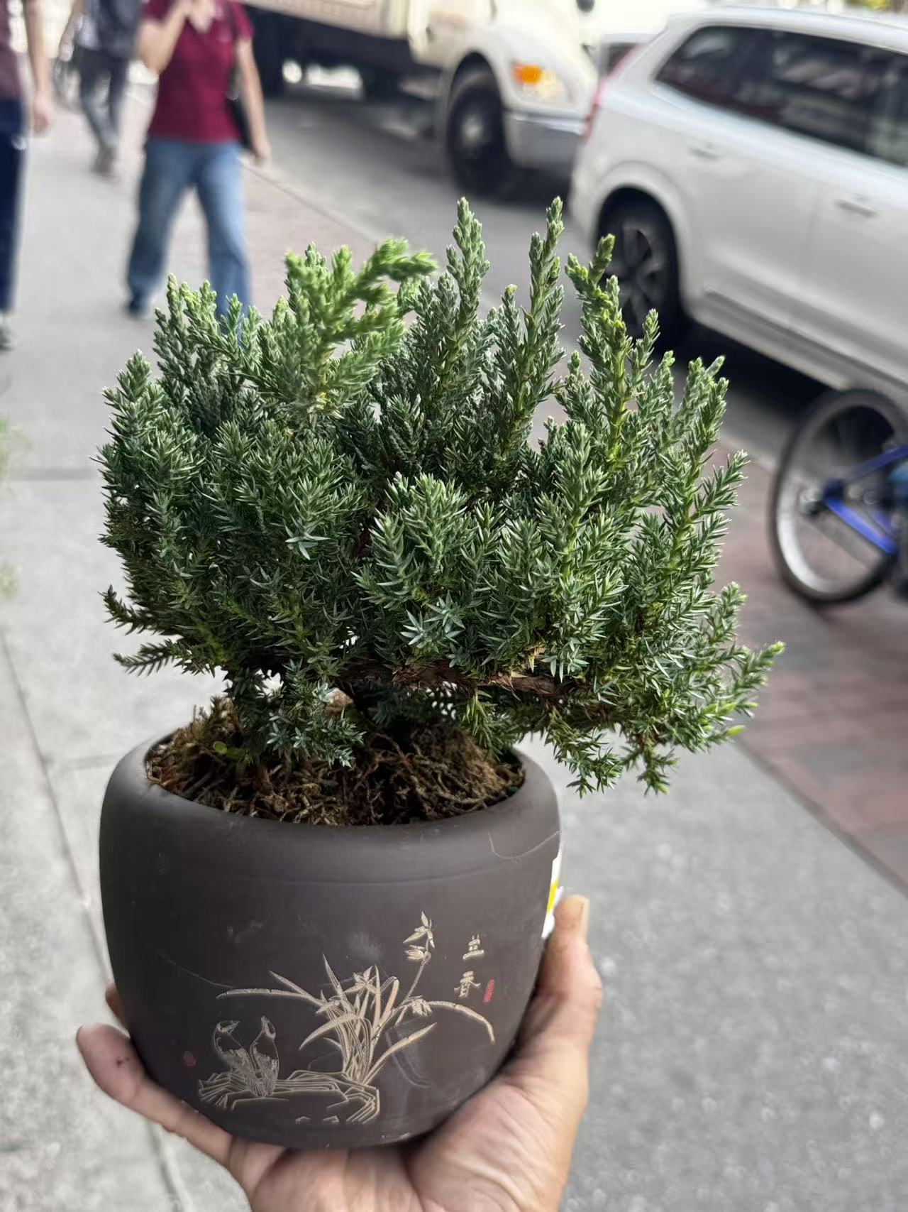 Bonsai-Juniper 杜松盆景