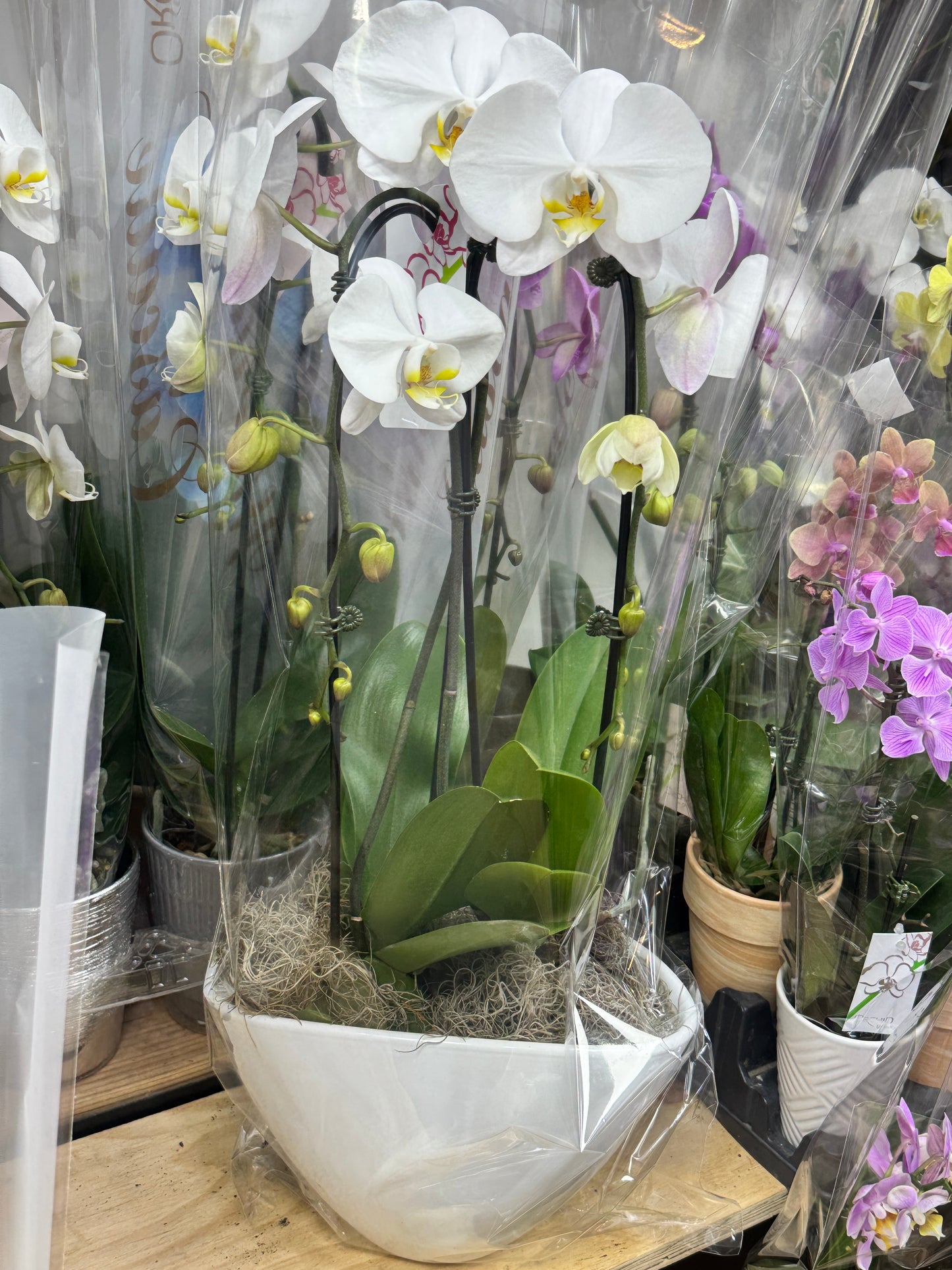 兰花组合2 orchid combination 白花白盆