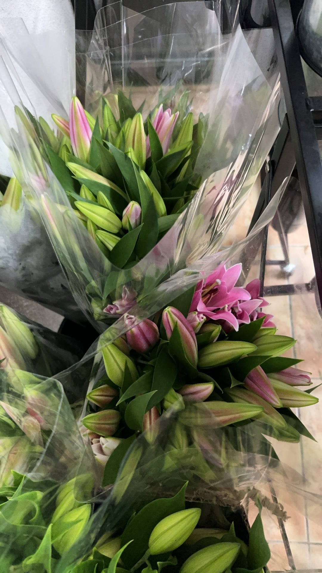 Pink Lily 粉色百合