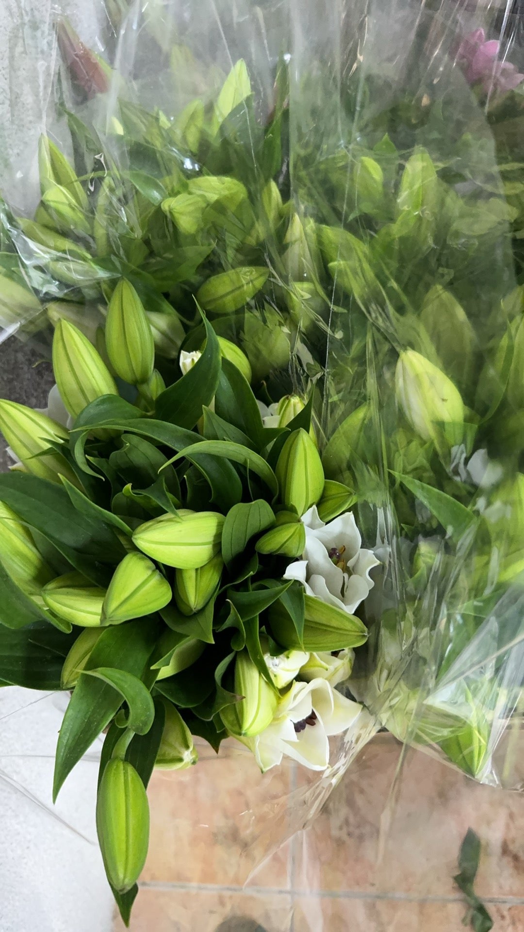 Lily White 白百合