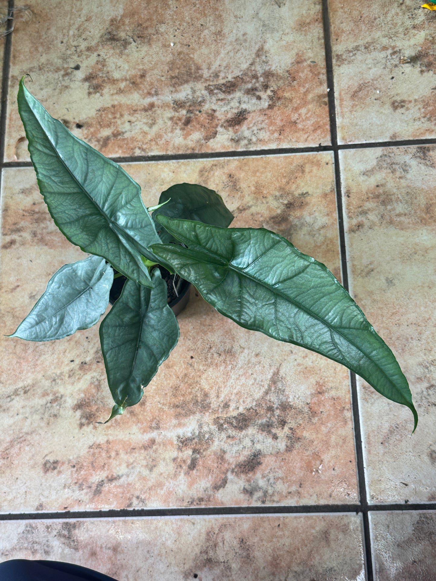 Alocasia Heterophylla Dragon's Breath 龙息观音莲