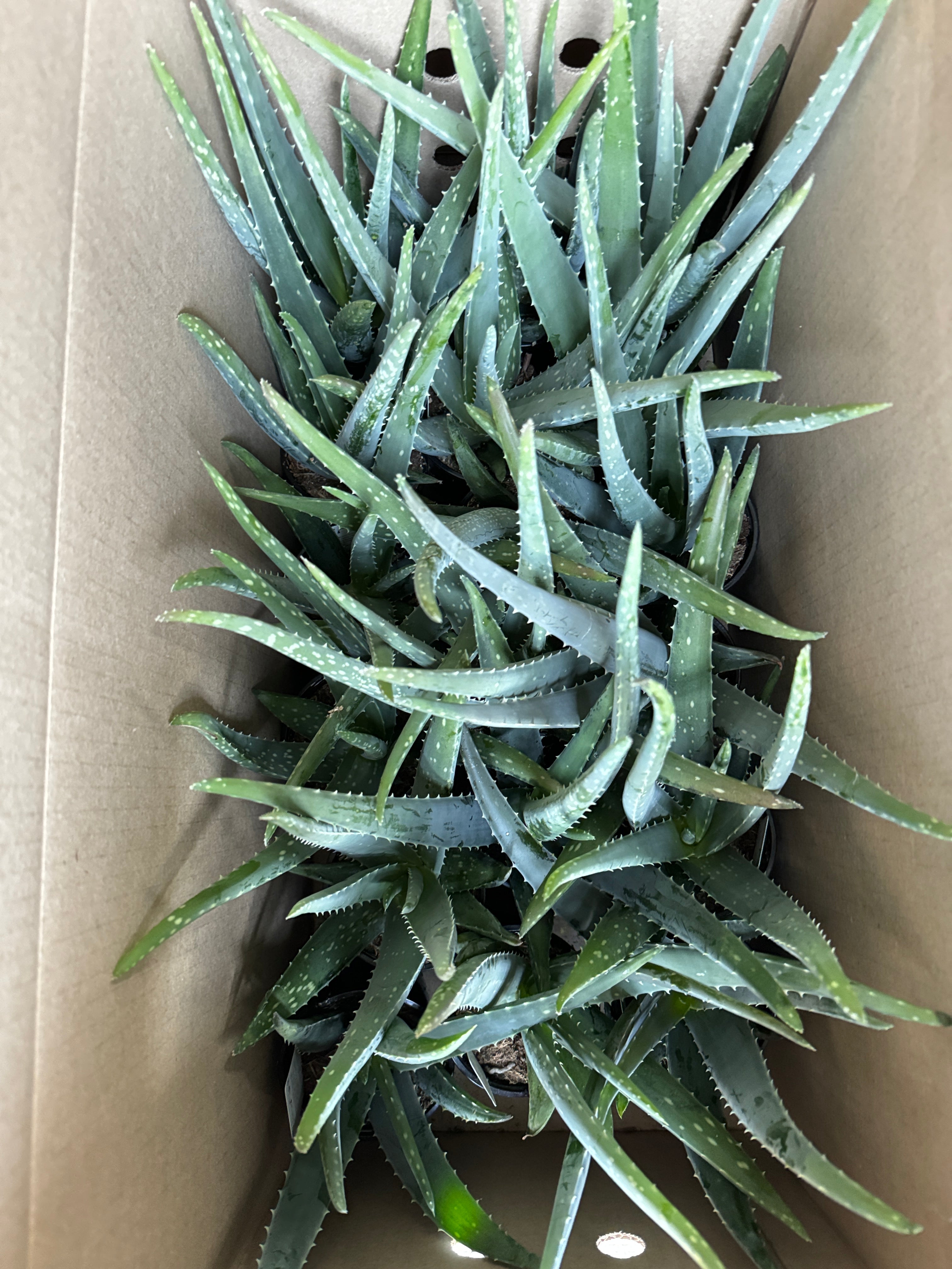 Aloe 芦荟4“ – EFlower花开花店