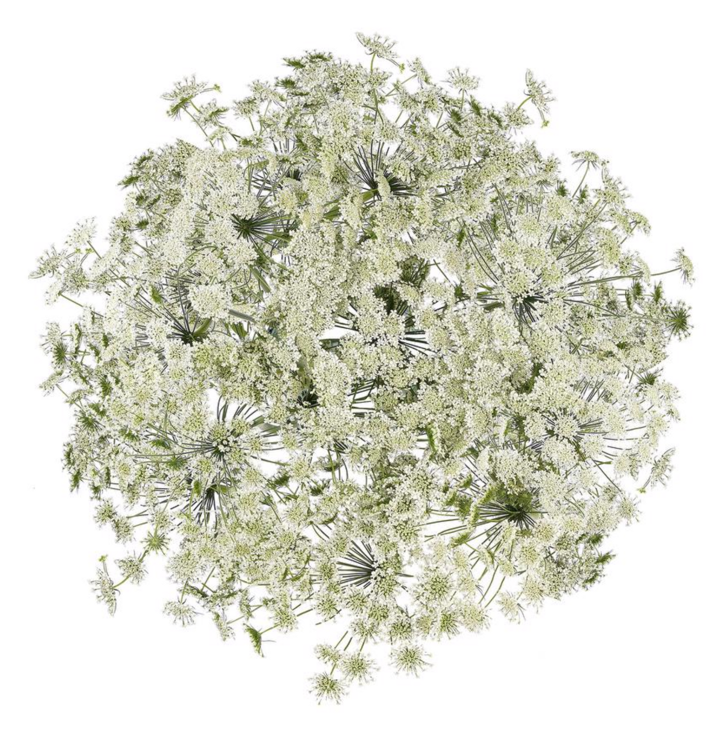 蕾丝 Ammi Majus