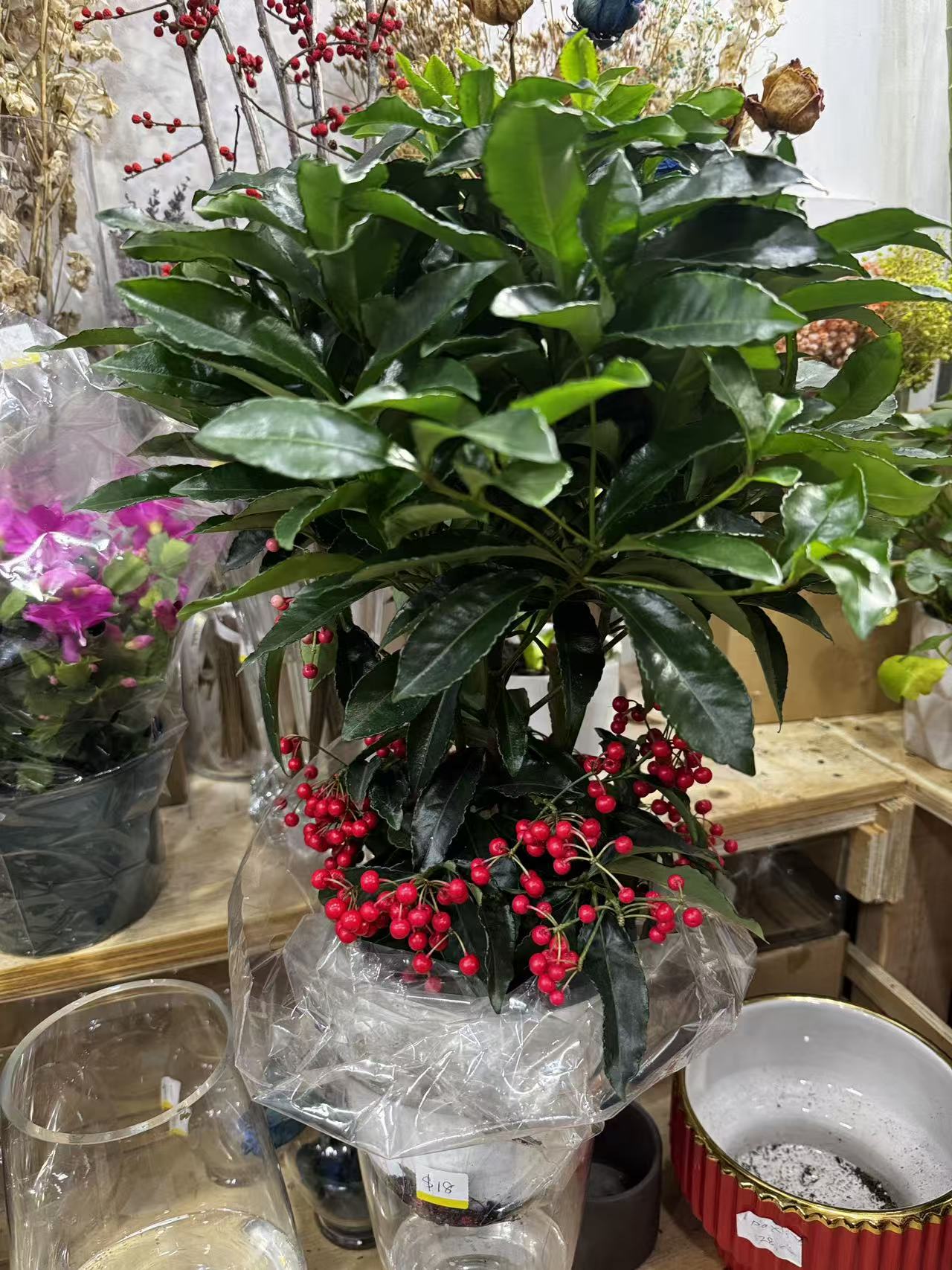 Ardisia 黄金万两