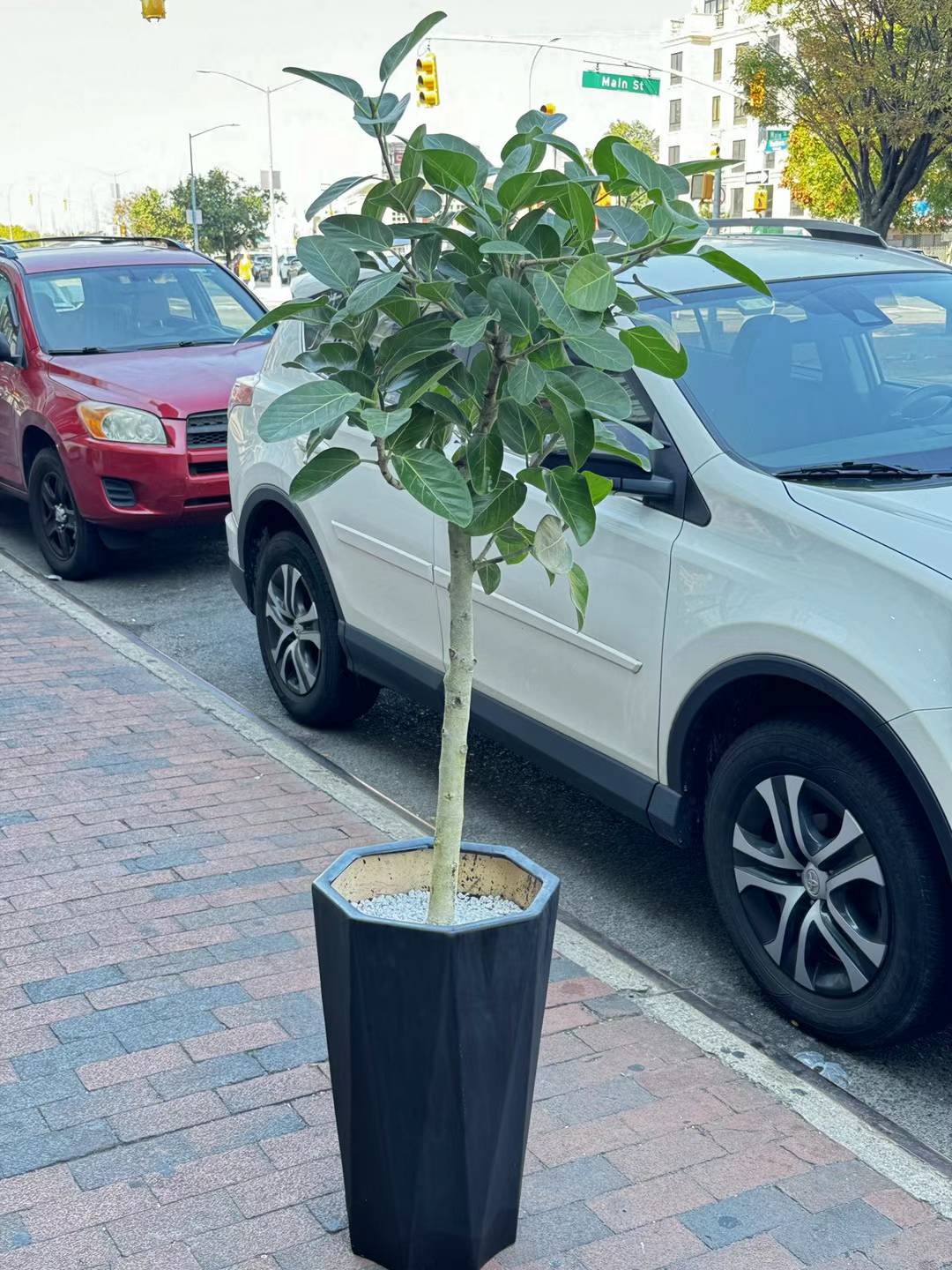 Audrey Ficus tree 孟加榕