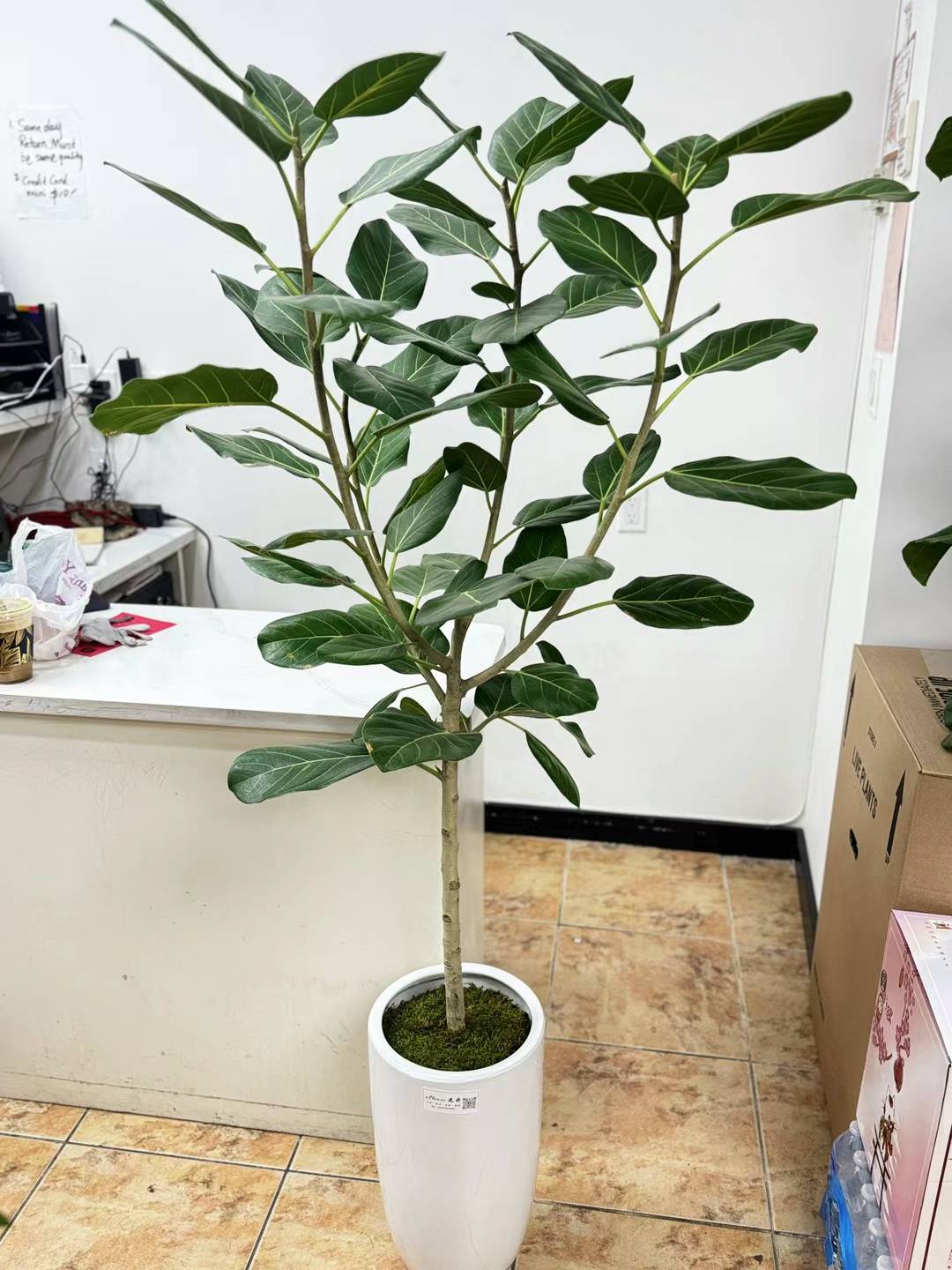 Audrey Ficus tree 孟加榕