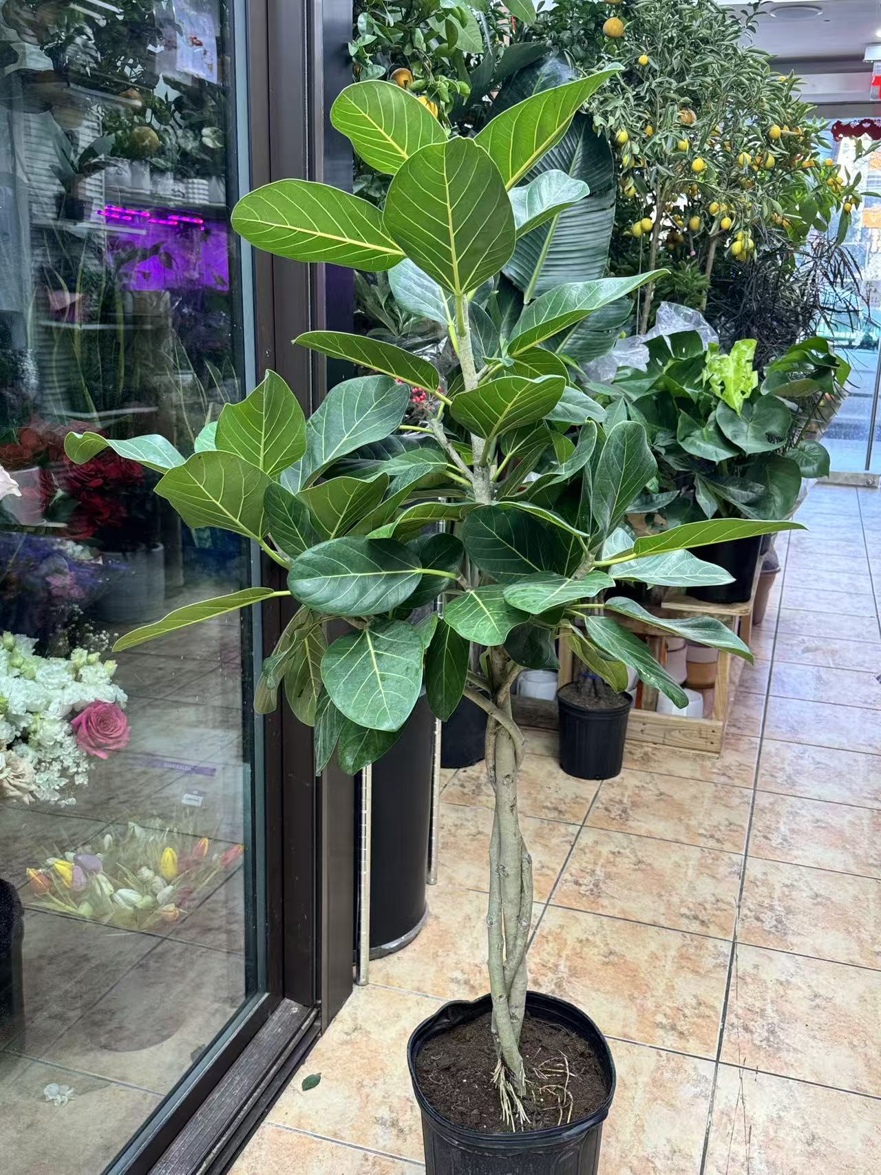 ficus audrey 中文 Audrey Ficus tree Multi-stem 大棵孟加榕