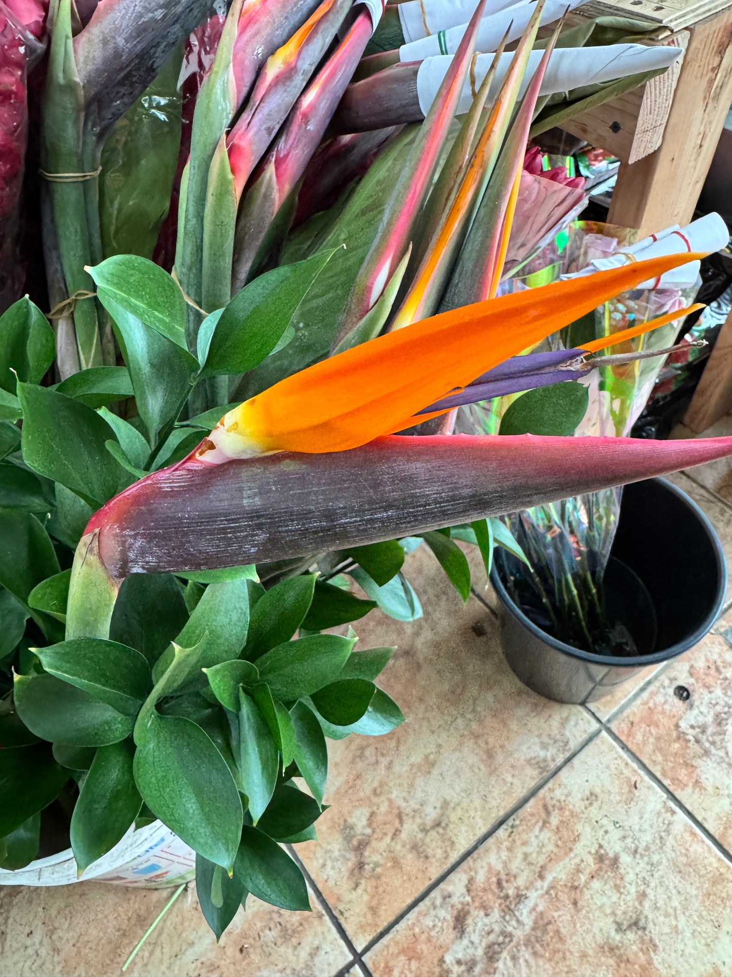 天堂鸟 Bird of paradise