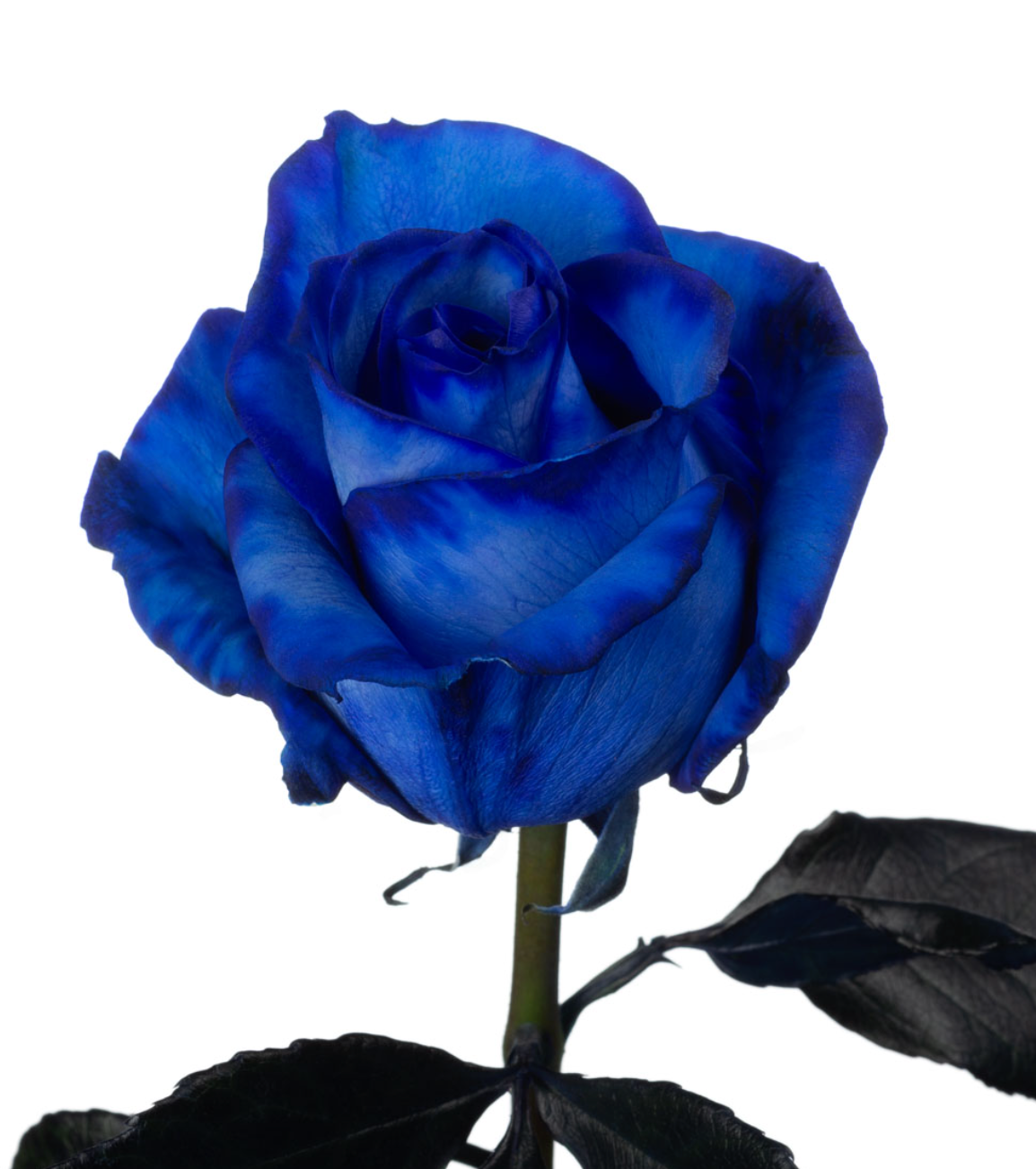 Rose Blue Rose 蓝色妖姬