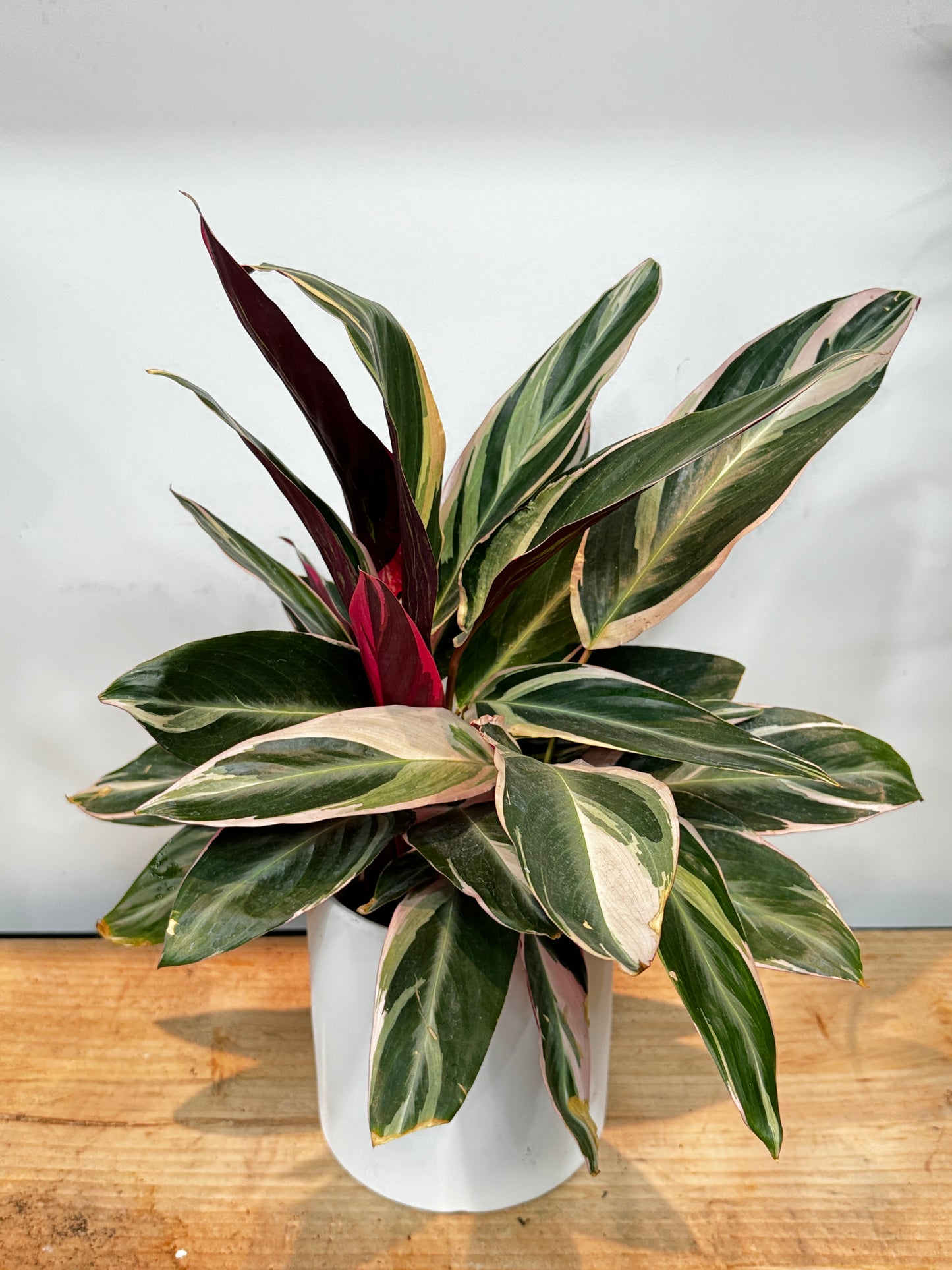 Calathea Stromanthe 'Triostar' 彩虹竹芋、三色竹芋