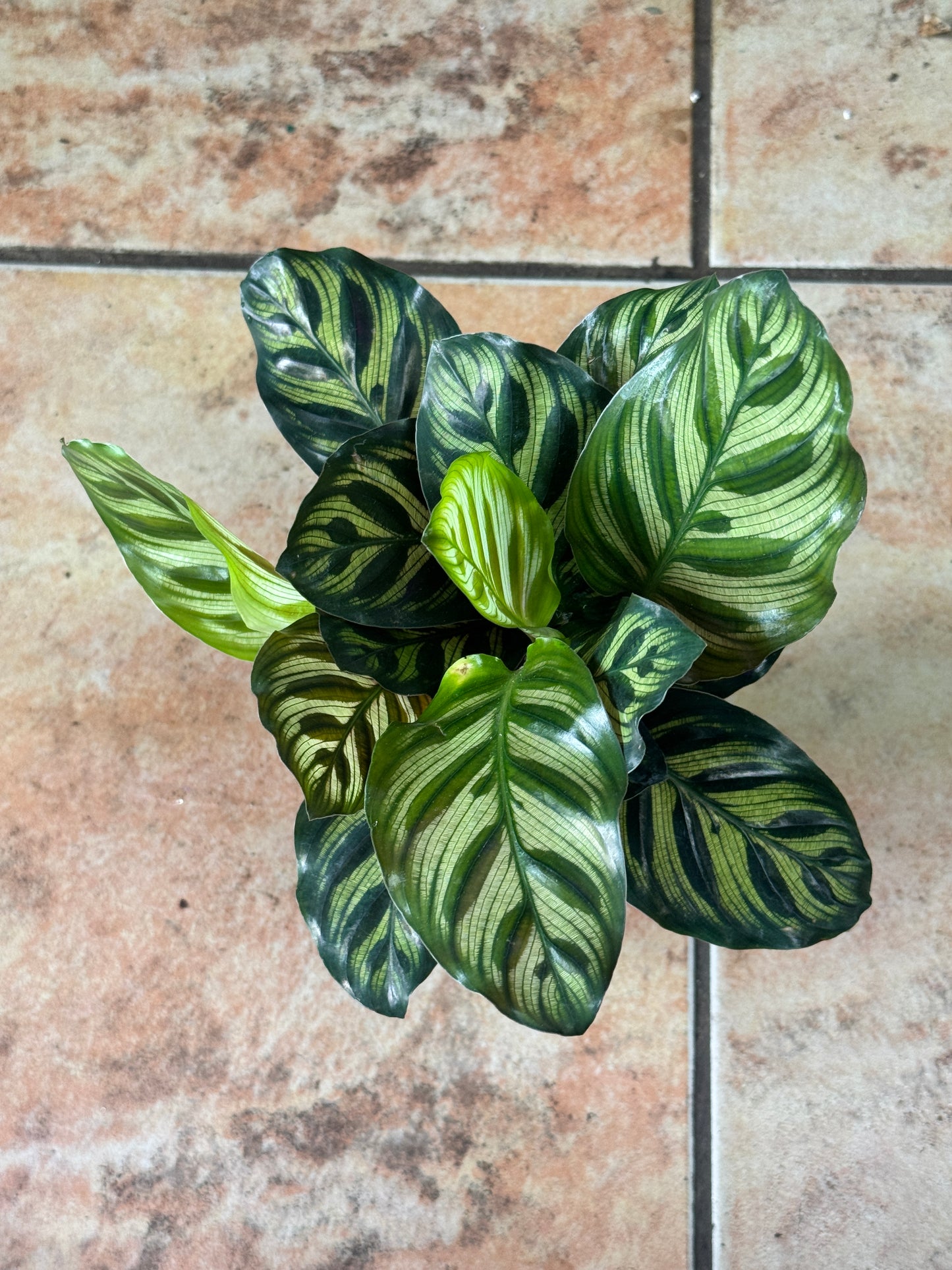 Calathea makoyana 孔雀竹芋