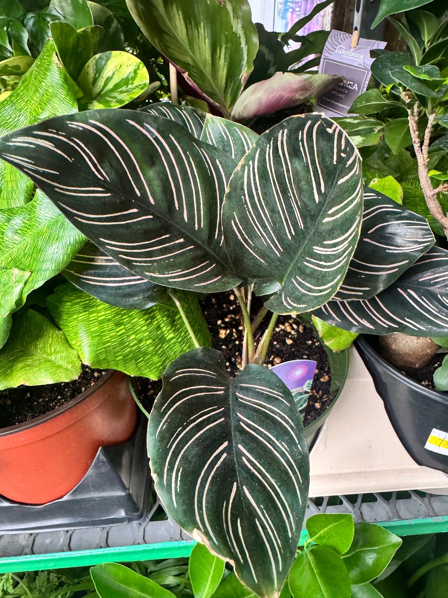 Calathea ornata 肖竹芋/红双线竹芋