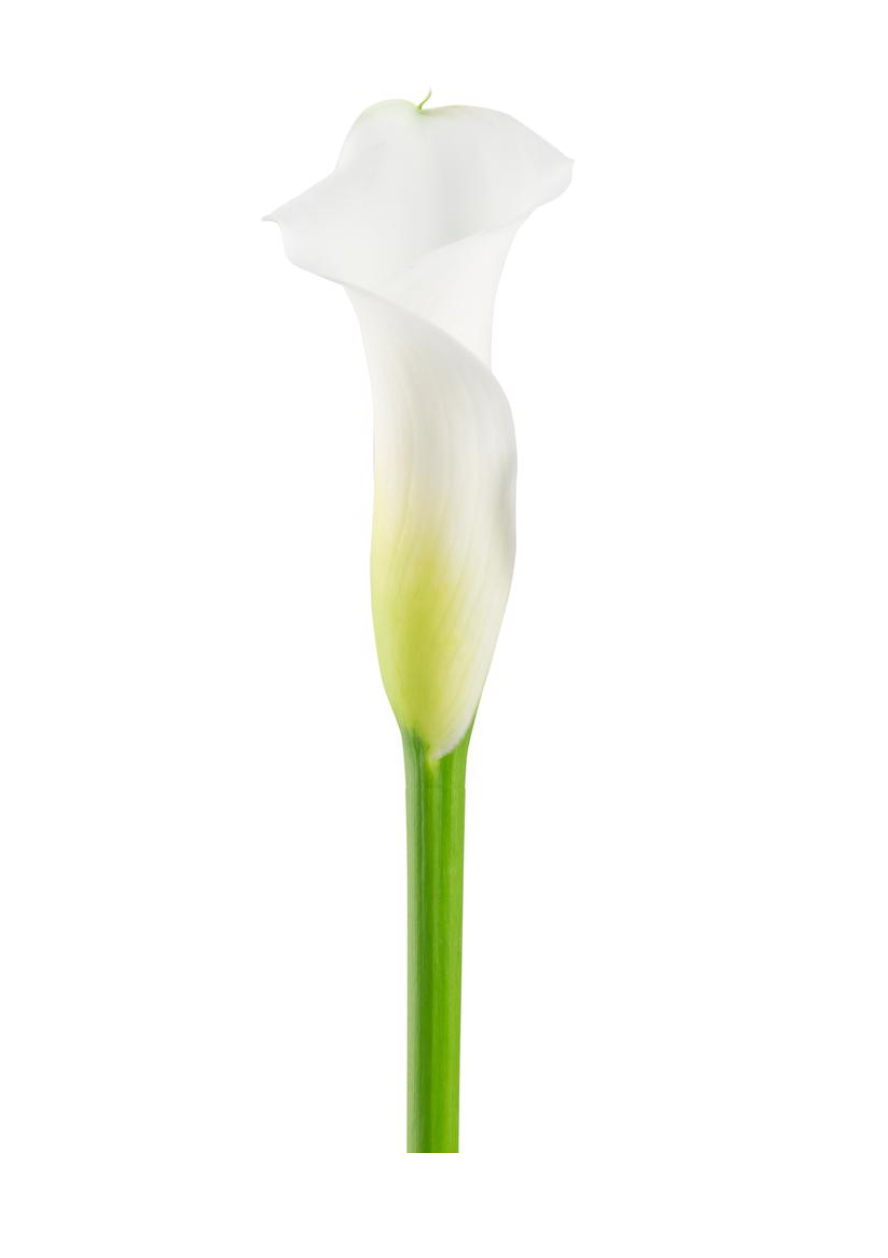 Calla Lily Mini 马蹄莲
