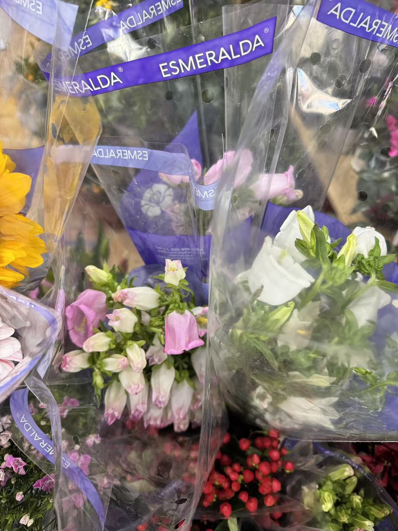 Campanula 风铃花– EFlower花开花店