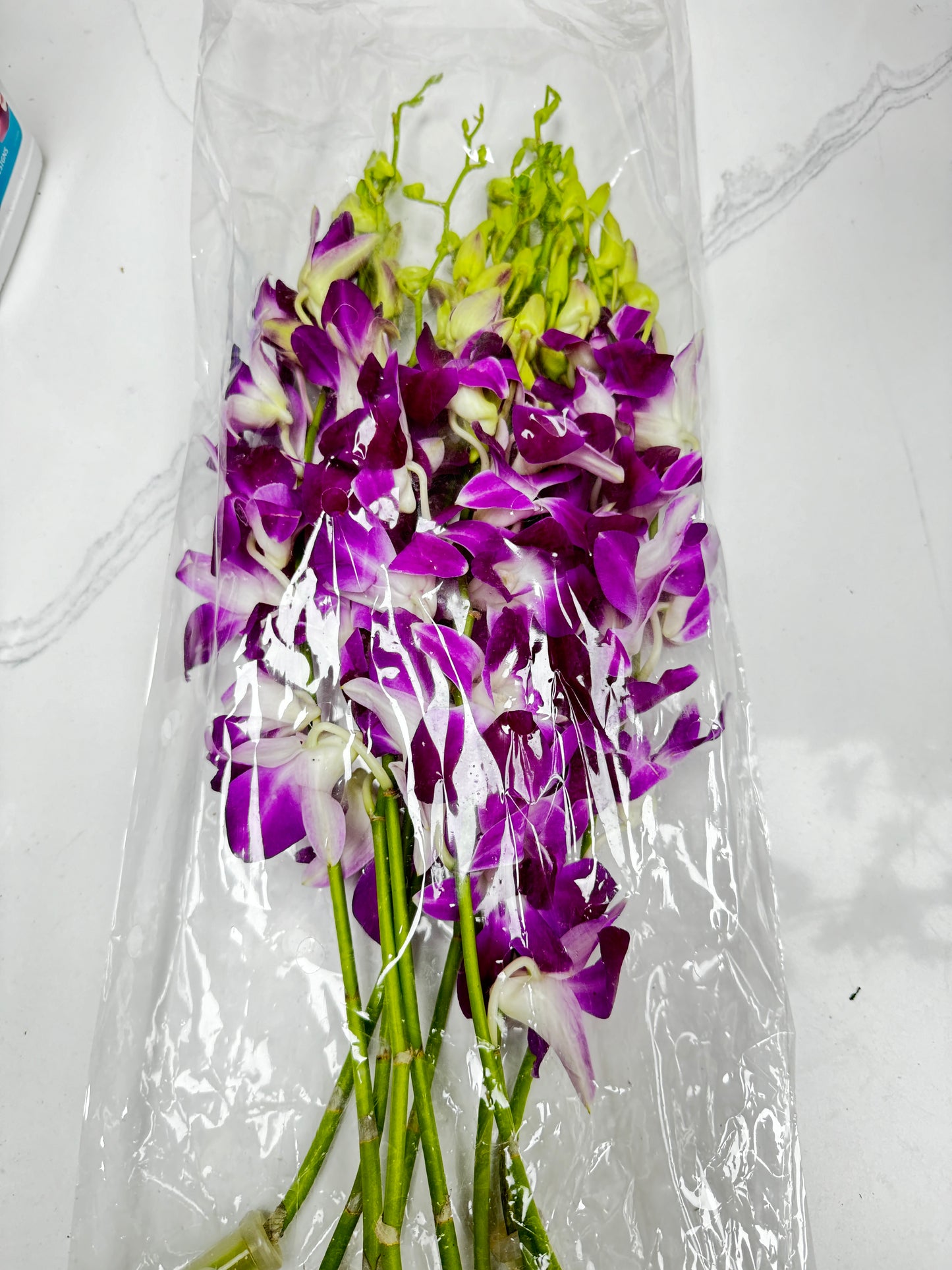 泰国兰花/洋兰 Dendrobium Orchid