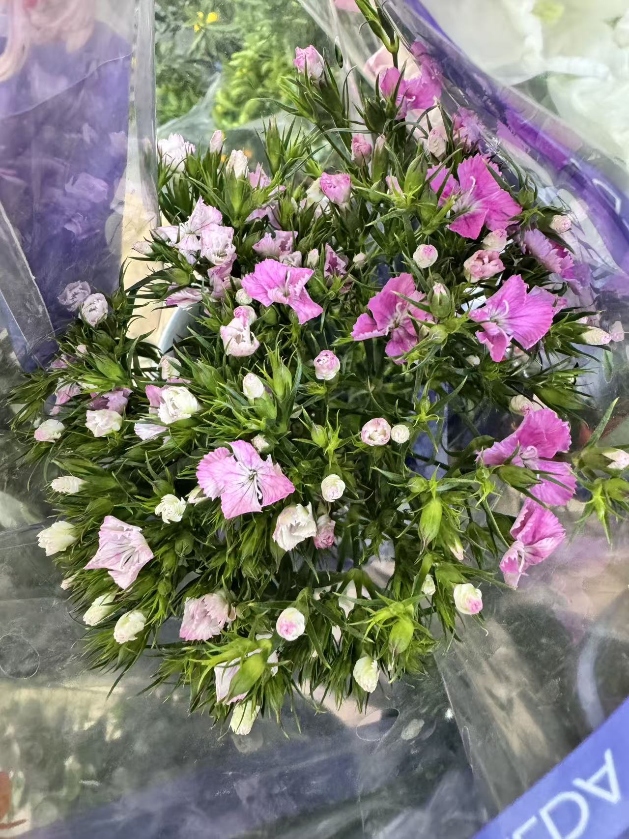 Dianthus barbatus 五彩石竹