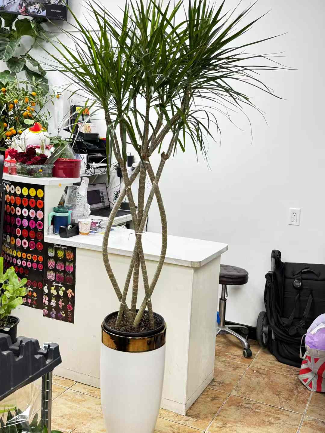 Dracaena Marginatat千年木白盆