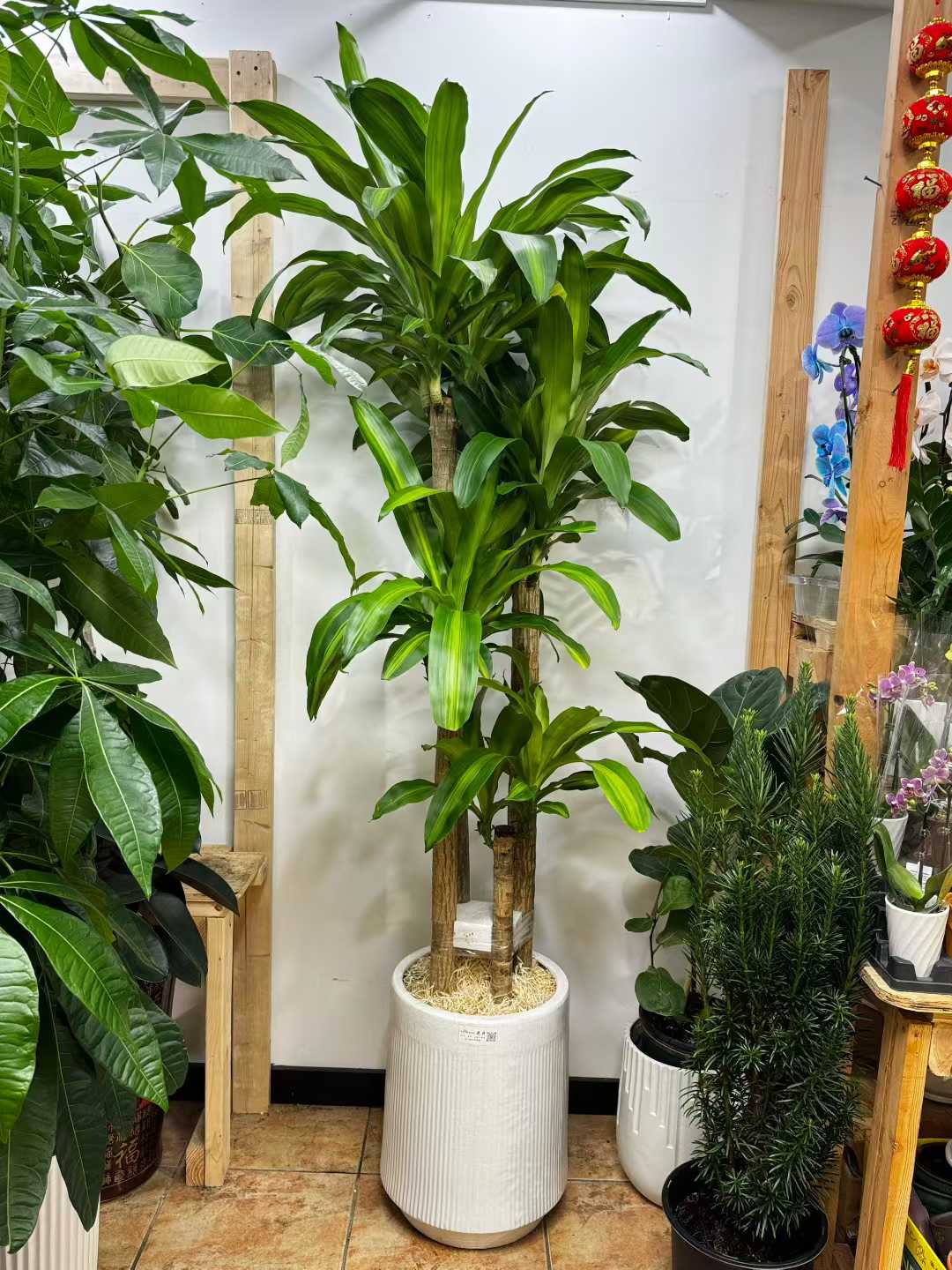 dracaena mass cane stalk plant 铁树白盆 Dracaena Mass Cane w pot – EFlower花开花店
