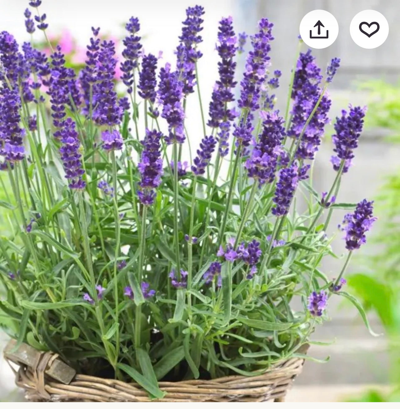 English Lavender 薰衣草