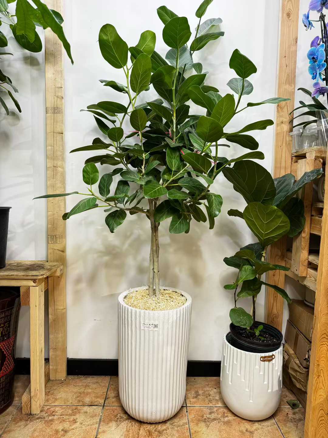 ficus audrey 中文 孟加拉榕高白盆Audrey Ficus tree – EFlower花开花店
