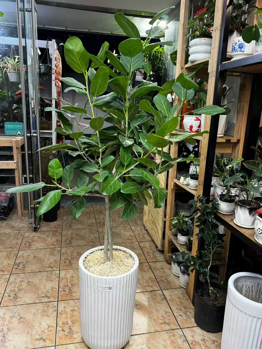 孟加拉榕高白盆 Audrey Ficus tree
