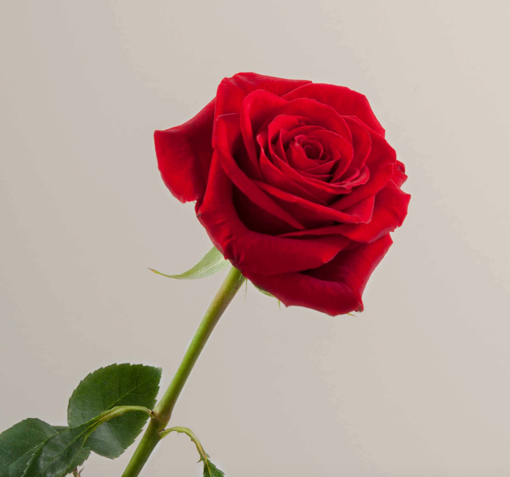 Rose Freedom 自由玫瑰