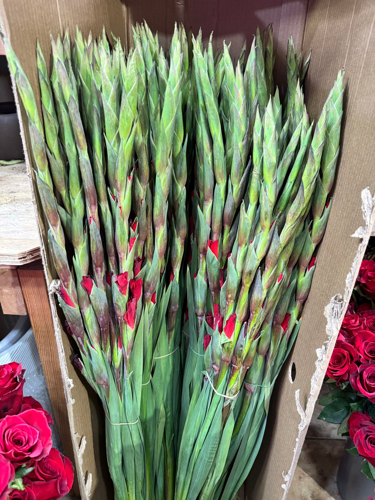 剑兰 Gladiolas