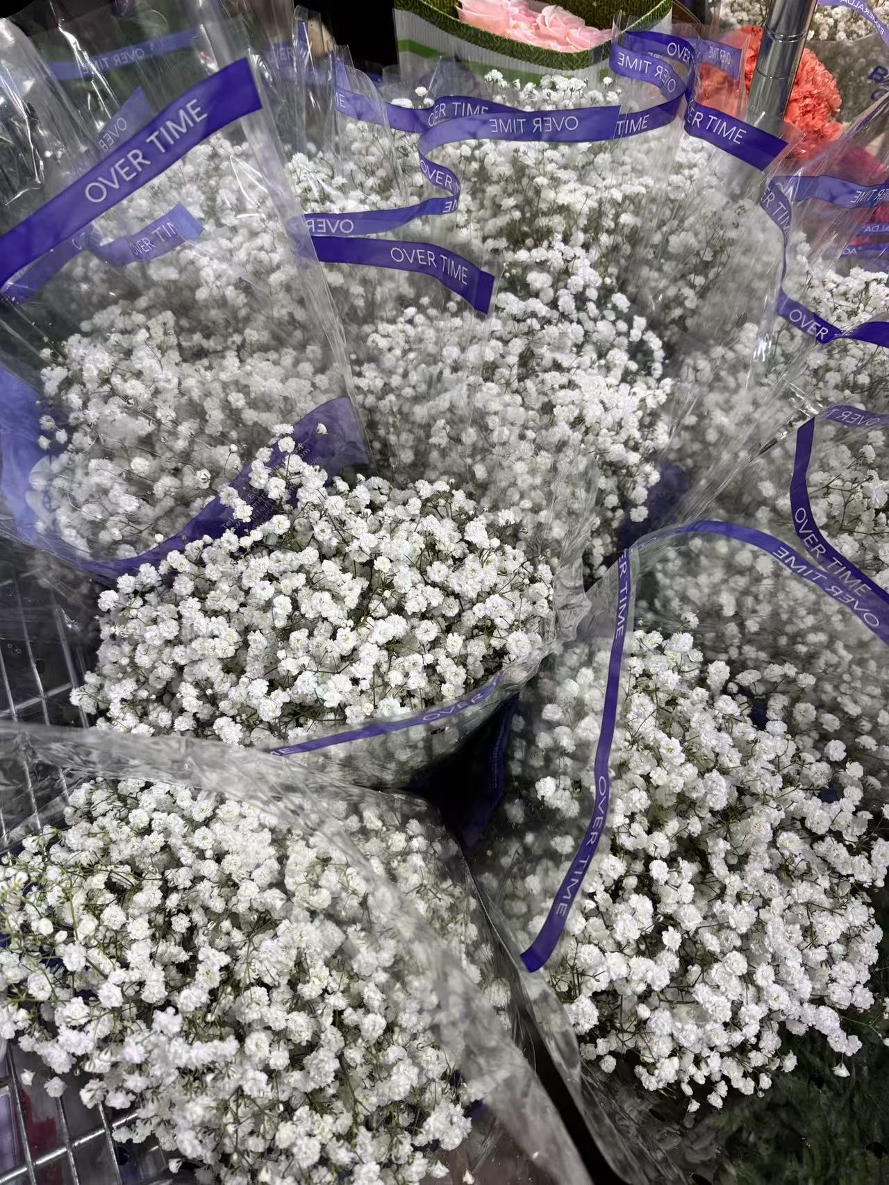 Gypsophila (Over time) Baby's Breath 满天星