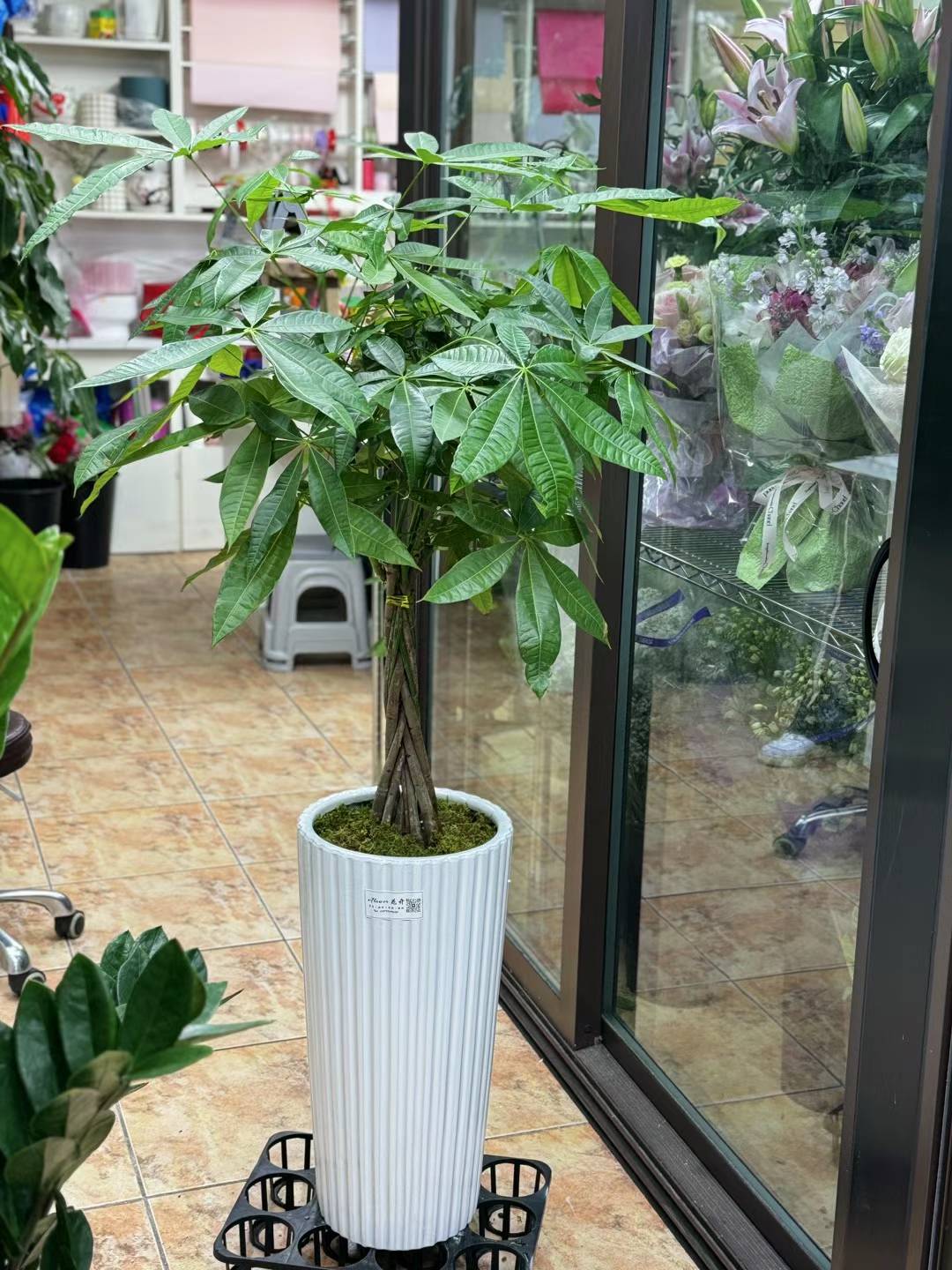 Big Money Tree 大发财树
