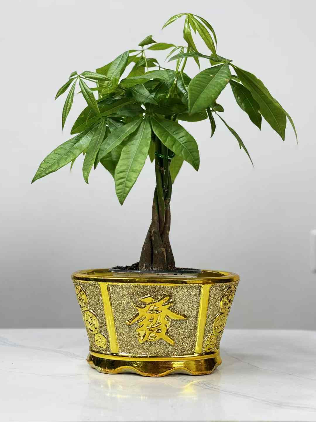 money tree 植物 Money tree 发财树 金盆 6“