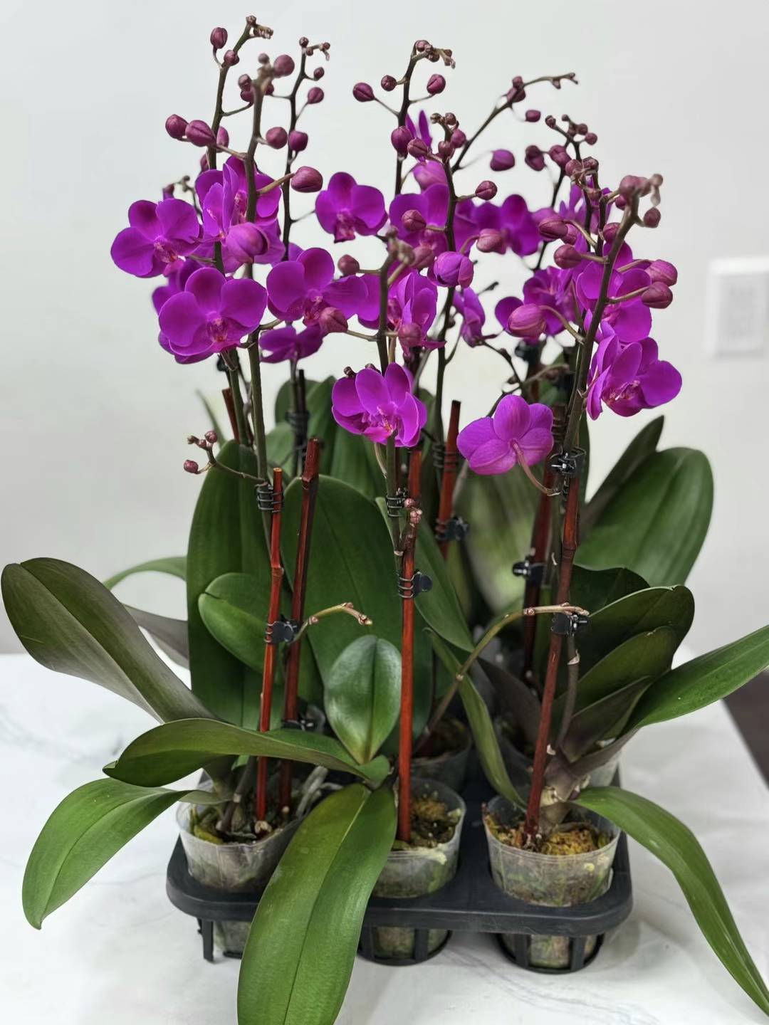 Single Orchid 迷你小兰花