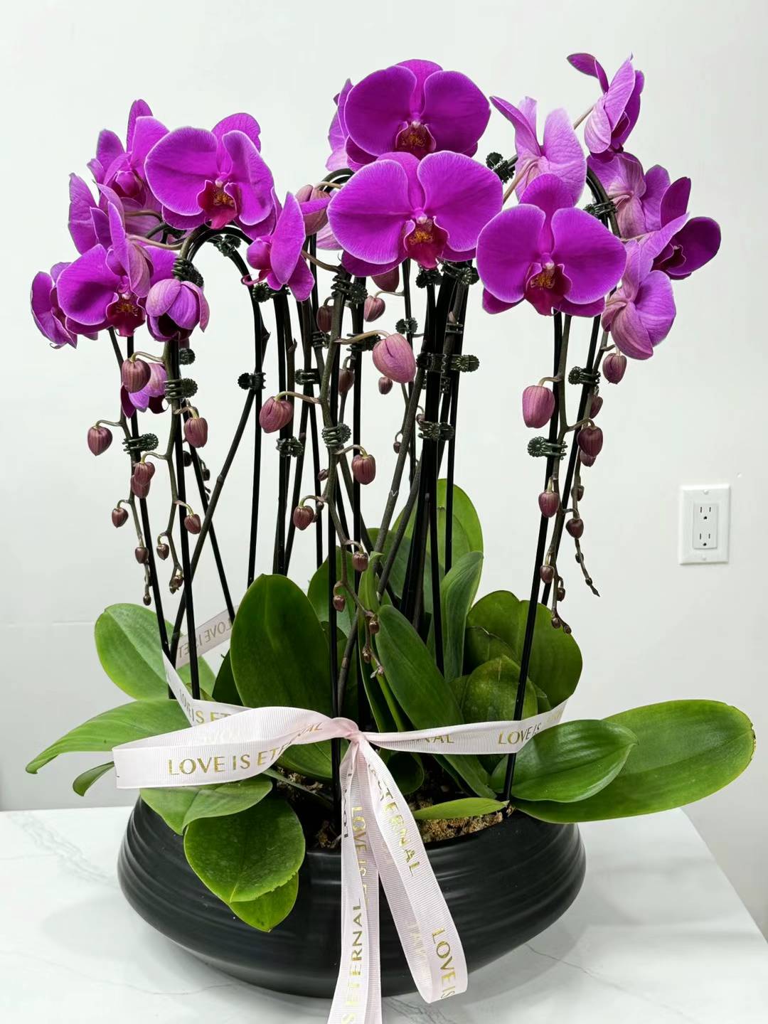 Orchid potting Phalaenopsis 红色 蝴蝶兰 黑盆