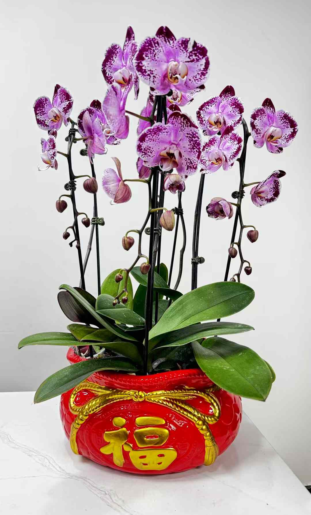 Orchid Combo with Pot 组合兰花