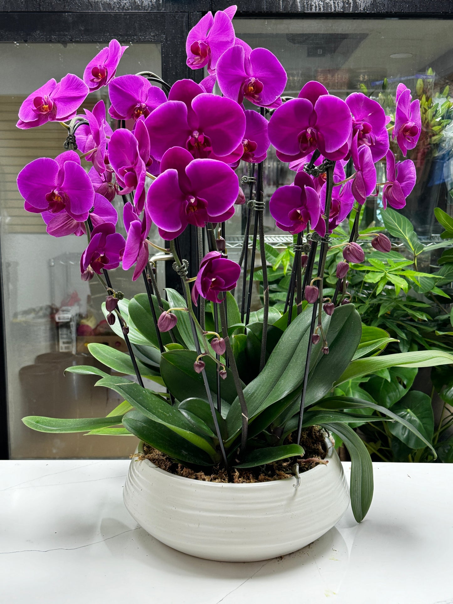 Orchid potting Phalaenopsis 红色蝴蝶兰 白盆