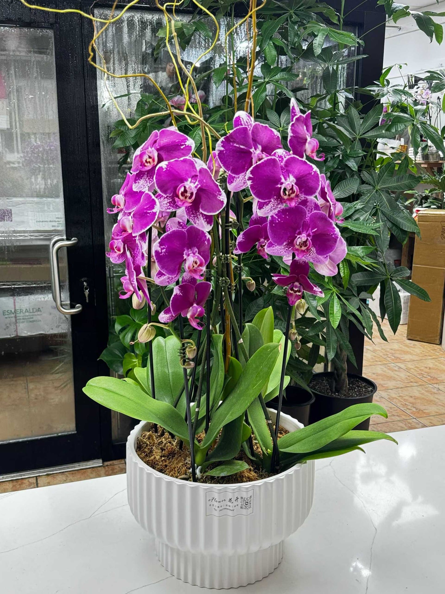 Phalaenopsis Gift 红色 蝴蝶兰 白盆