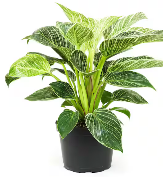 Philodendron Birkin Houseplant 铂金钻