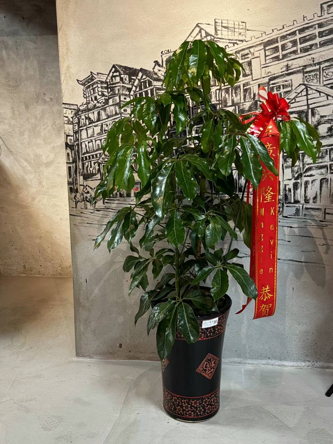 Schefflera 美国发财树