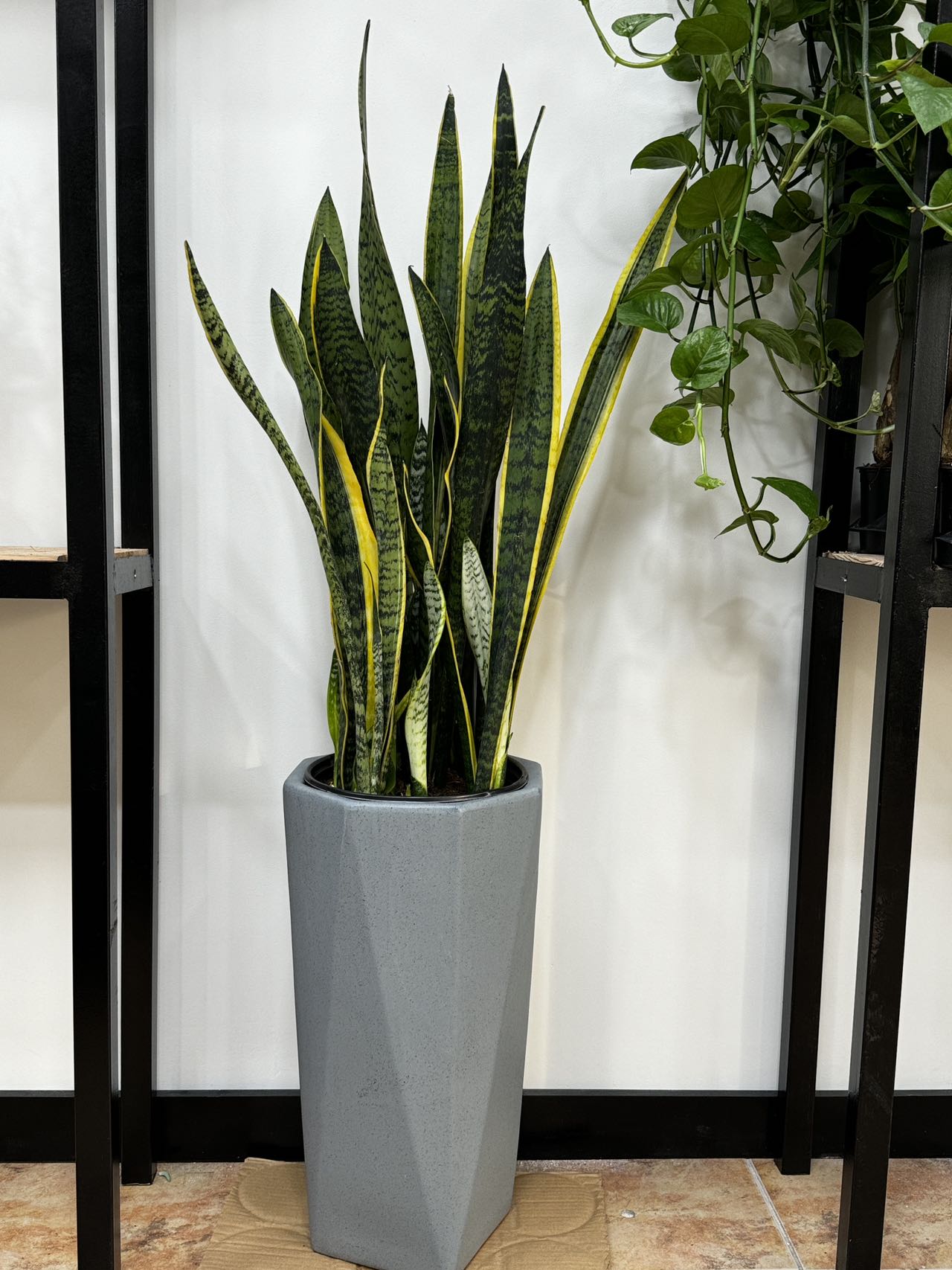 Snake plant 虎皮兰