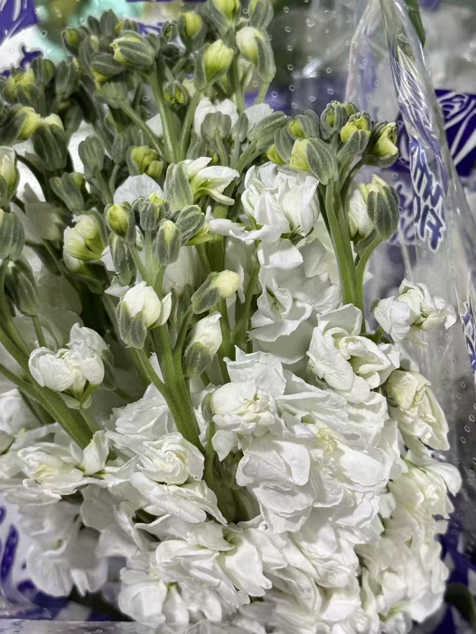 Garden Stock - Matthiola incana (African Violet) 紫罗兰