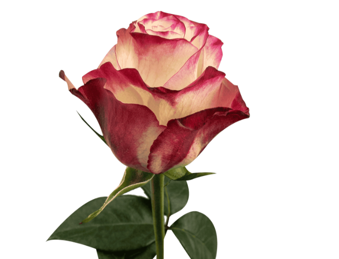 Rose Sweetness 香妃玫瑰