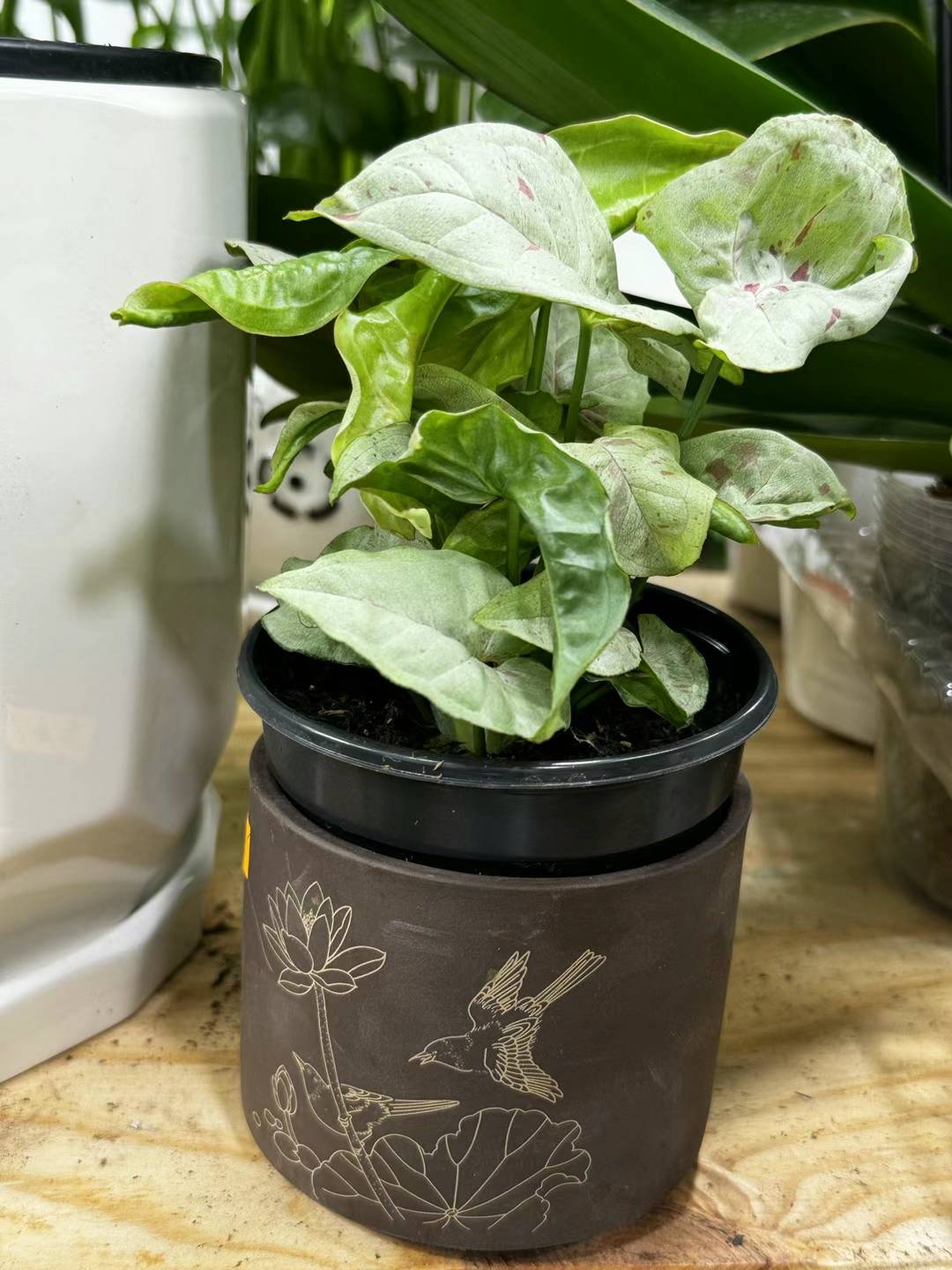 Syngonium milk confetti 牛奶合果芋