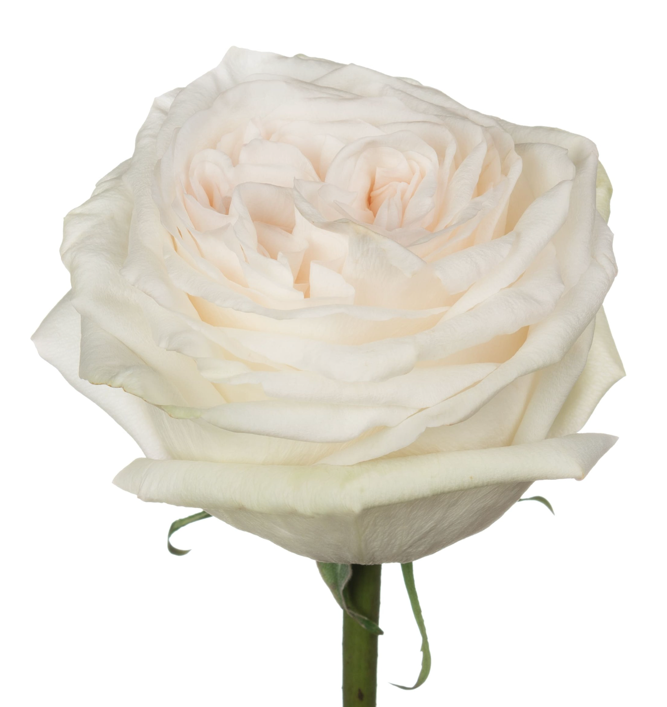 Rose White O’hara 白荔枝