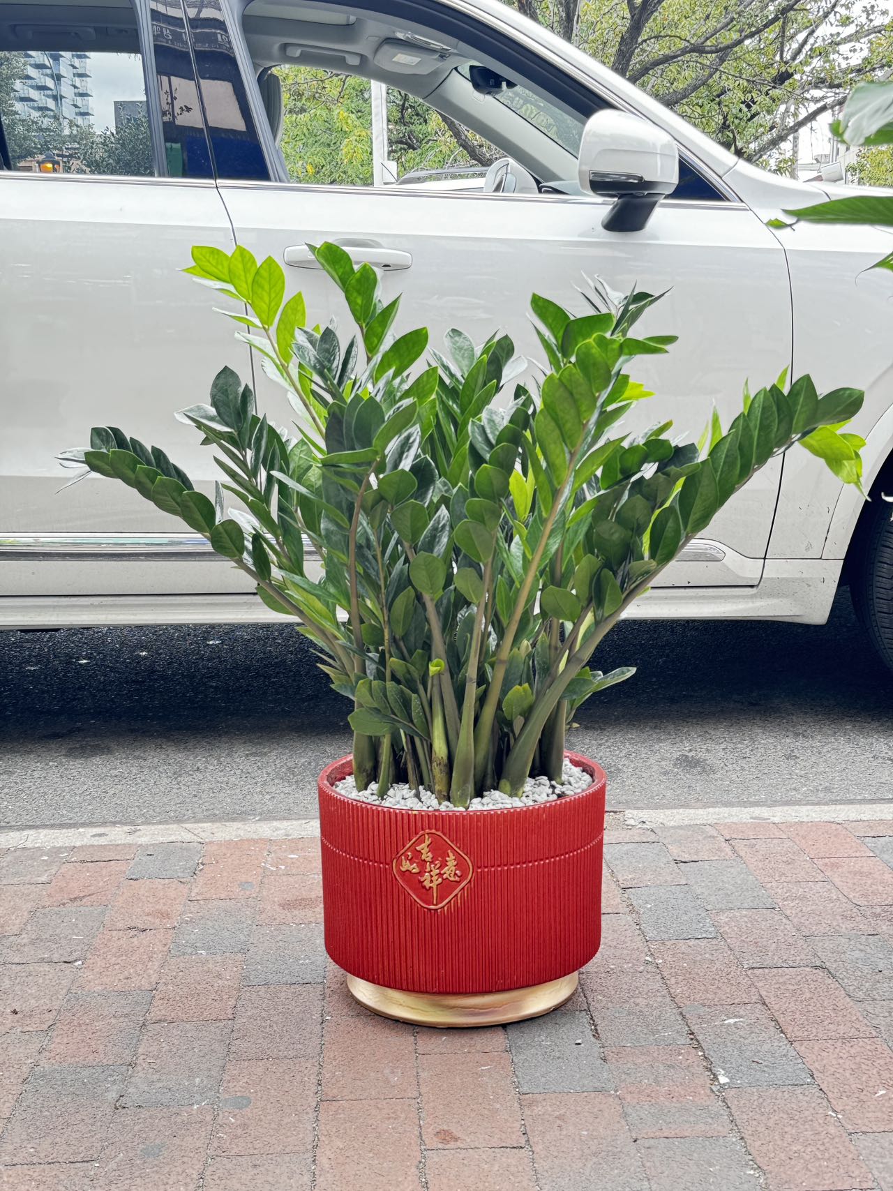 zz plant 中文 zz plant 金钱树 10"