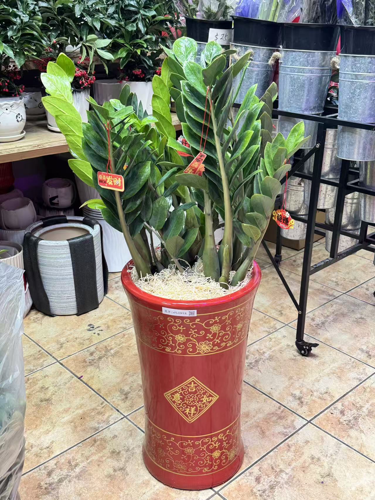 ZZ plant 金钱树红盆