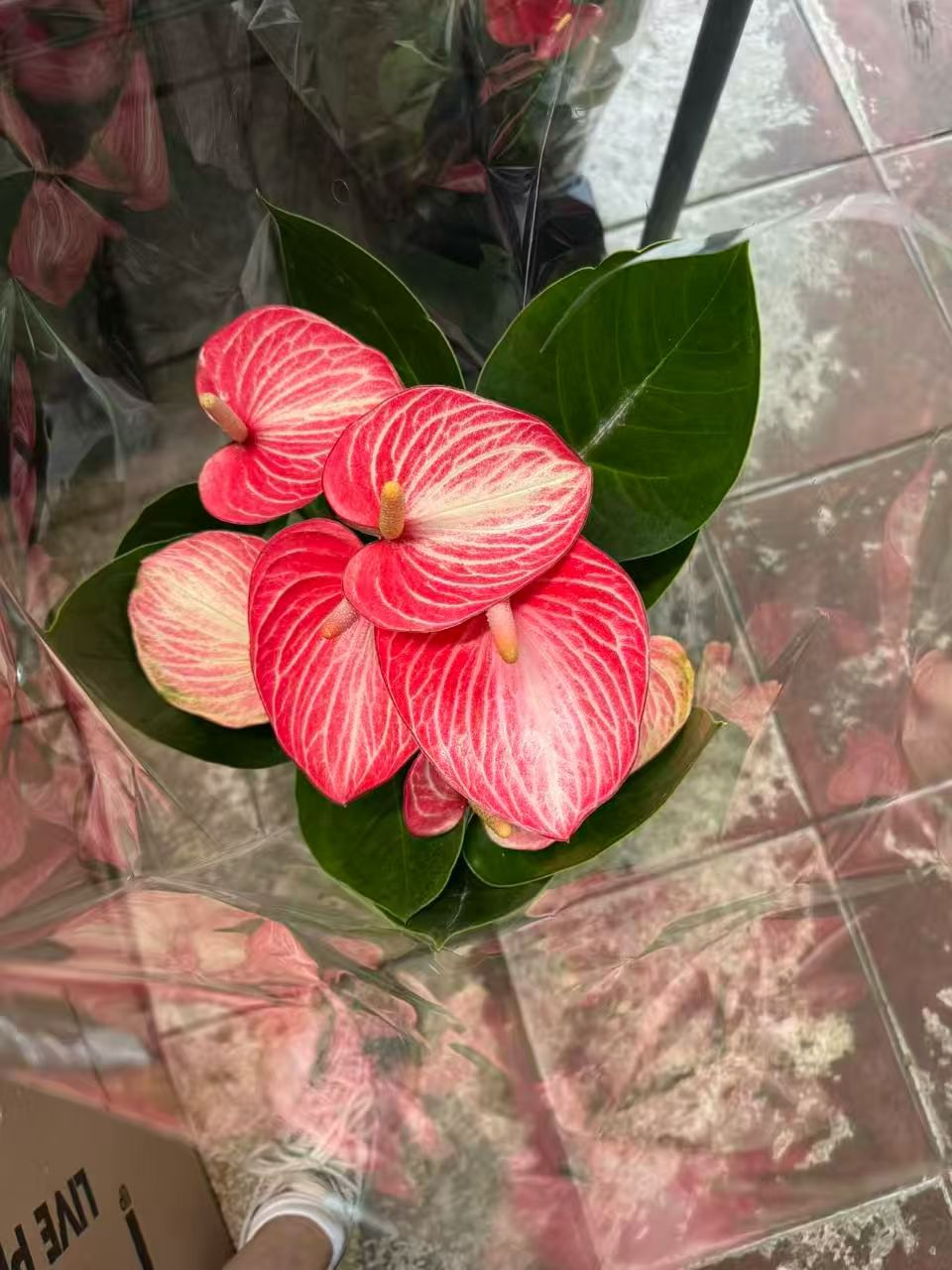 红掌条纹 anthurium candy 8“