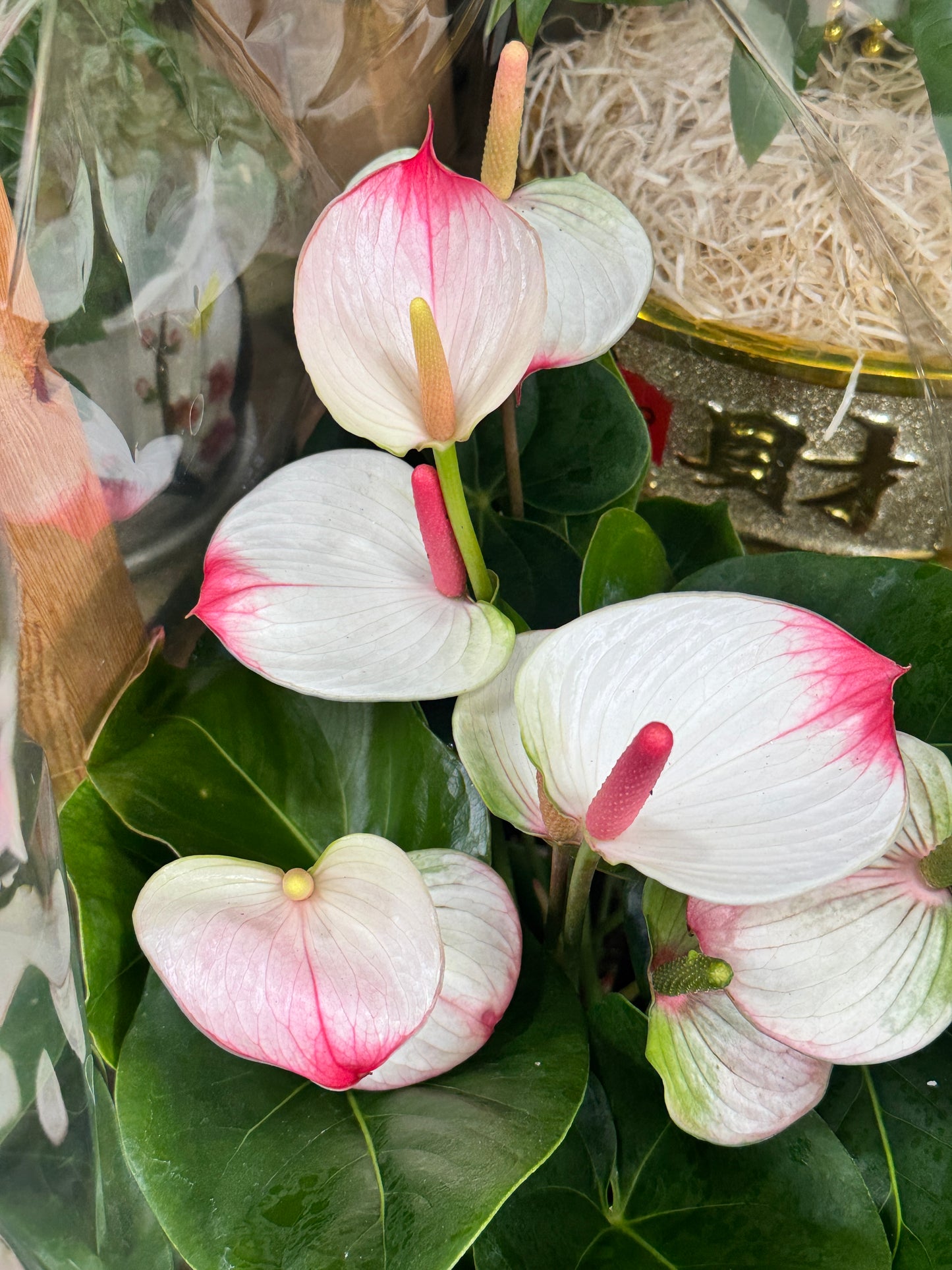 红掌粉色 anthurium pink 8“