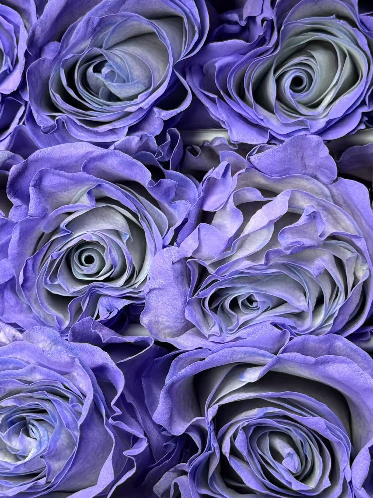 Rose 蓝色薰衣草 blue lavender