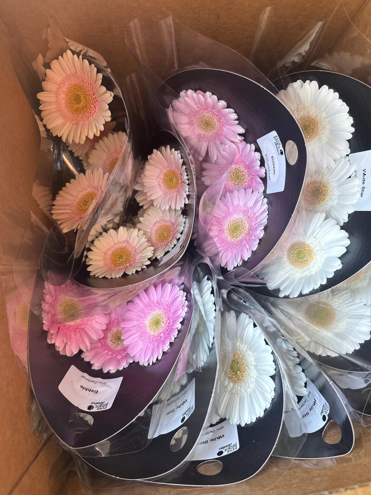 小非洲菊 mini gerber daisy