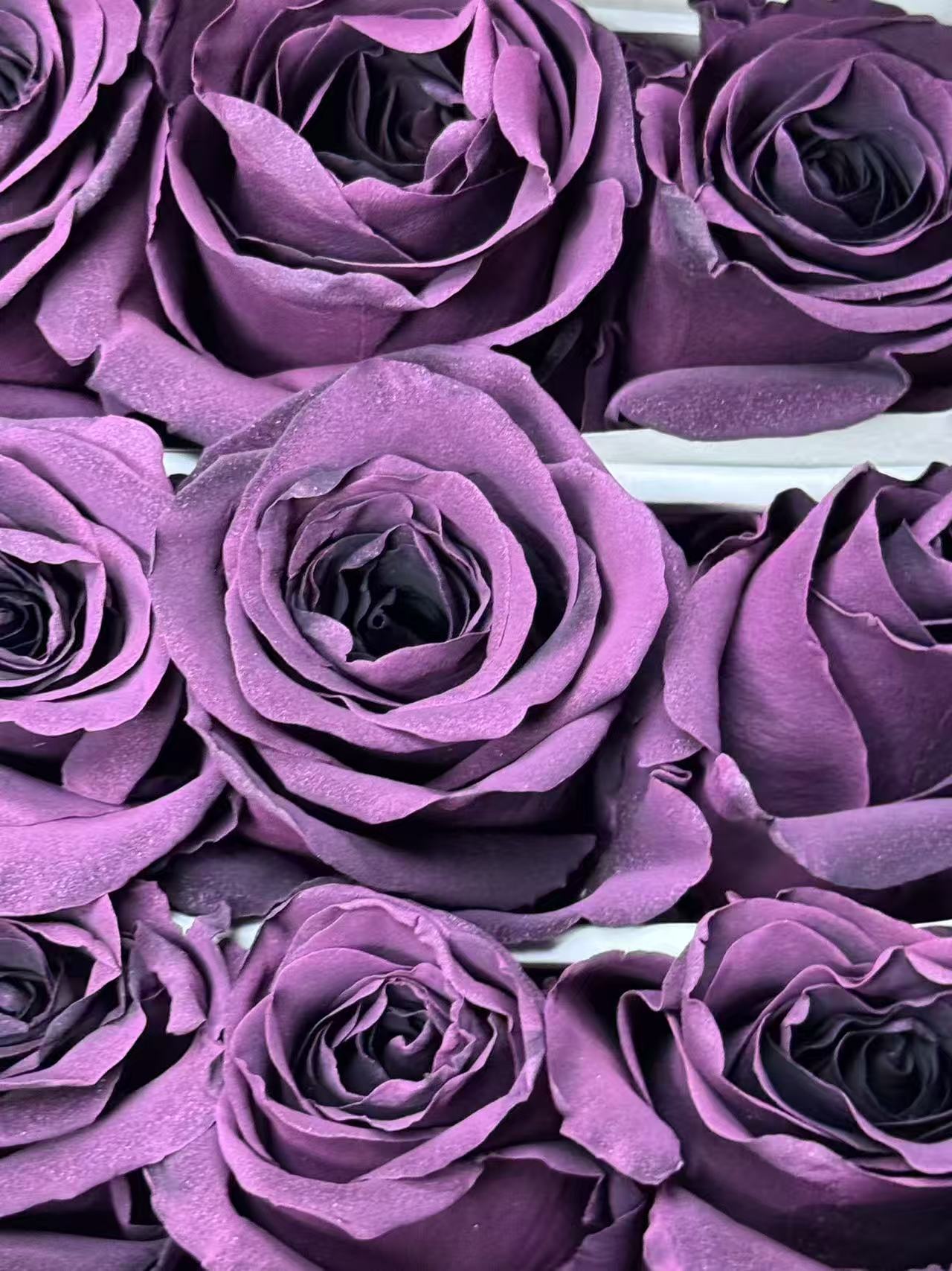 Rose 乌梅子酱 prune amethyst