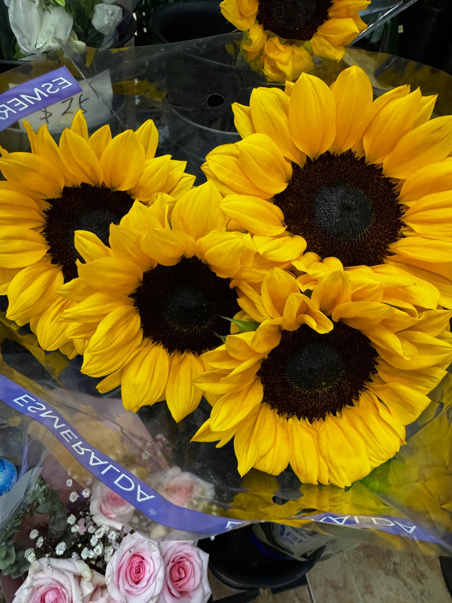太阳花 sunflower